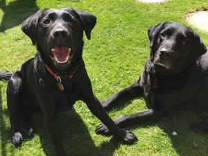 Meena and Merlin