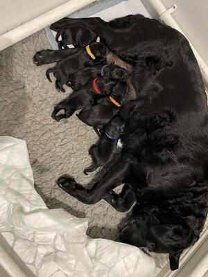 Meena’s new litter