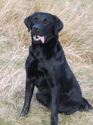 Lennon, sire of the litter