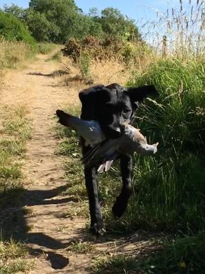 Meena retrieving a pigeon