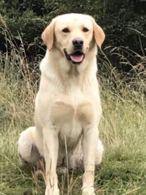 Ziggy the Sire