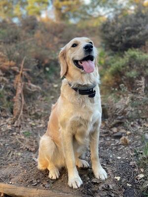 Brialaine Cupid Diamond (Dam)