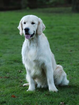 Angelonato Shakespeare Olvinglay (Sire)