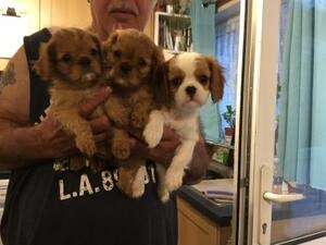 3 boys
