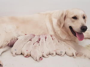 Kimi and her beautiful babies
