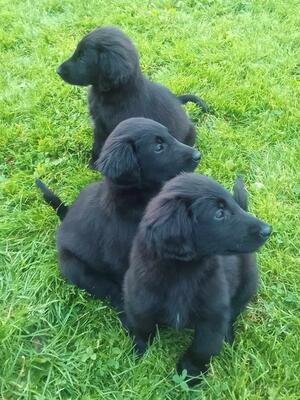 Three lovely boys