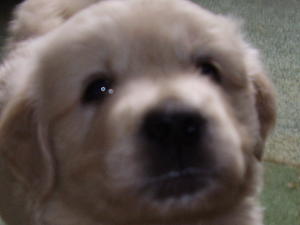 Gorgeous Golden Retriever Puppy Dog