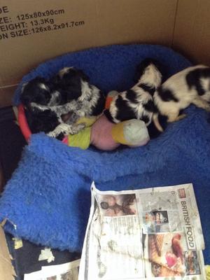 Blue roan puppies