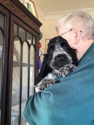 Gorgeous blue roan puppy dog