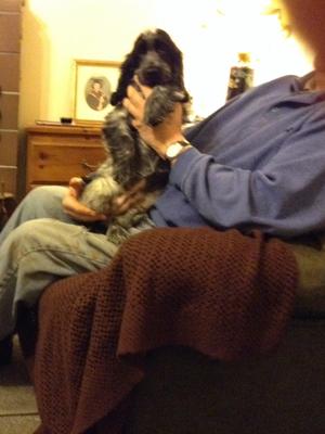 Gorgeous blue roan puppy