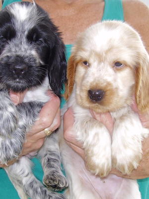 gorgeous puppies