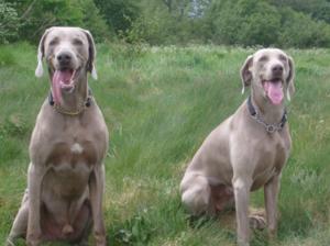 Ruby & Murphy