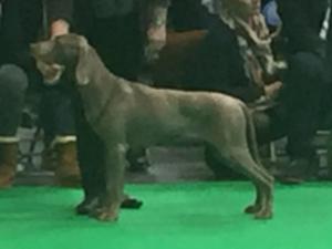 Crufts 2018