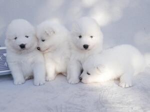4 babies togther