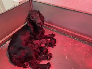Pearl with a previous litter
