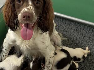 Nettle with puppies