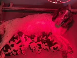 Nettle and pups