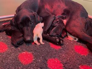 Very Proud Daisy and her puppies