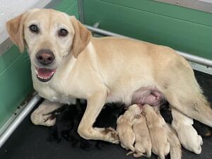 A very proud Ilsa with her puppies
