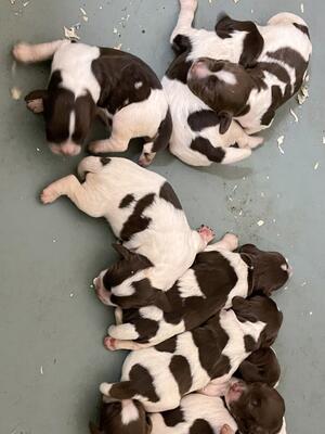 Pups at 5 days old