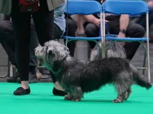 Bella Crufts 2020 Junior Bitch