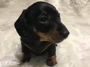 Black and Tan Girl