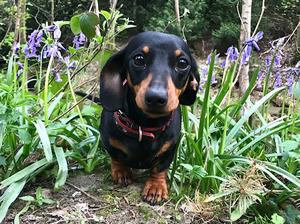 Prue - HILANE LADY PENELOPE