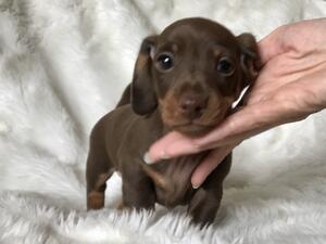 Available Boy