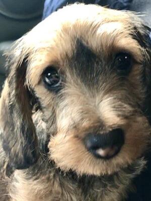 Aggie - DELACY BRIGHT AND BEAUTIFUL