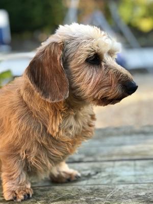 Muttley 2