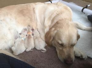 Macy with her babies