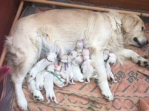 Puppies