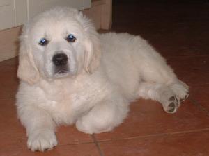 As a pup