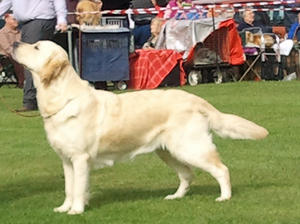 Tizzie - Ardingly Sept