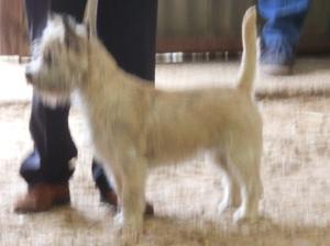 In the show ring