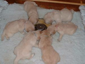 First meal