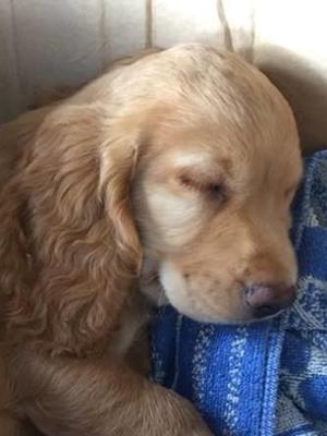 Bentley as a puppy