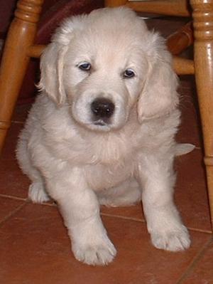 Florrie as a pup