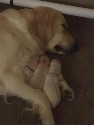 Devoted Mum