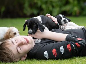 OUR DOGS ARE PART OF THE FAMILY