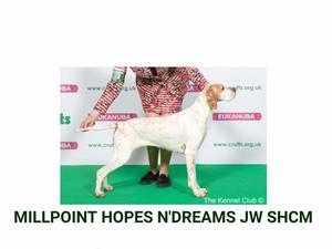 BOB Crufts 2019