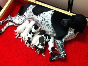 PROUD MUM AND BABIES A FEW DAYS OLD