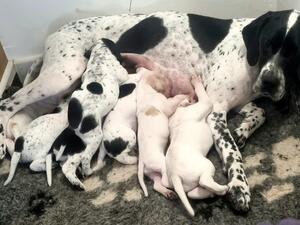 Proud Nanny and her 7 beautiful puppies
