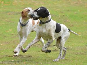 Parker at play with young Hamilton