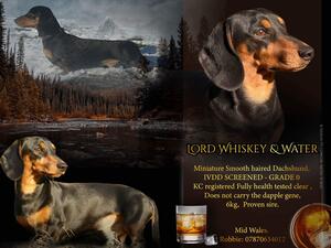 Whiskey