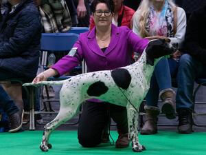 Nanny at Crufts