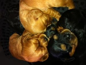 beautiful puppies 2 weeks old