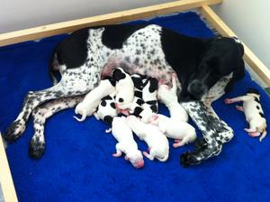Puppies 1 day old