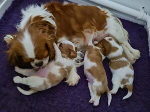 Mum and puppies 2 weeks old
