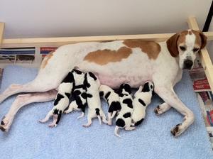 DOTTY AND BABIES 4 DAYS OLD